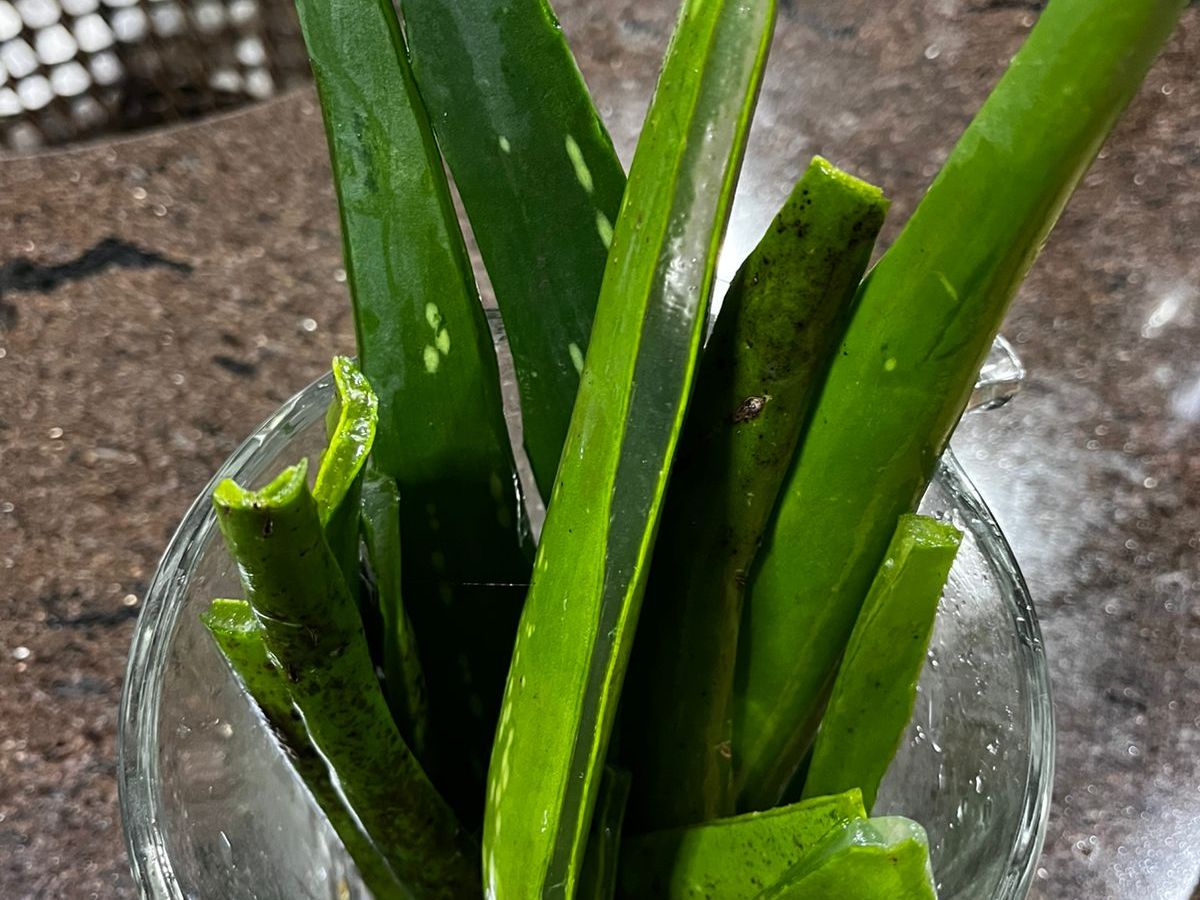 ✨Cubos de Babosa para o Verão